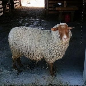 Meet your Posher, Pattie
